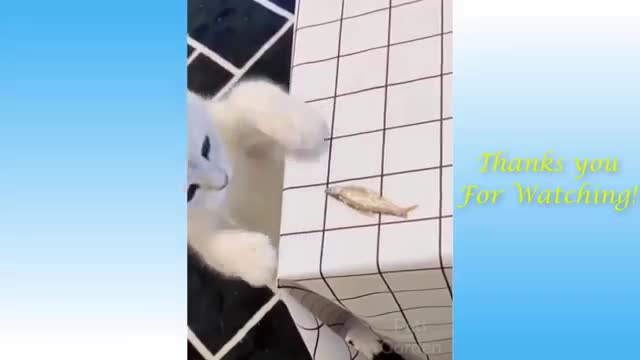 Cute pets funny animals Compilation #16 - pets garden.