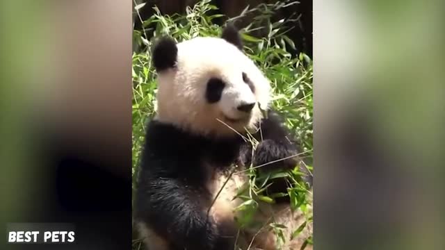 Aww Funny And Cute Panda Compilation Best Pets Video