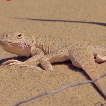 Desert life is awesome