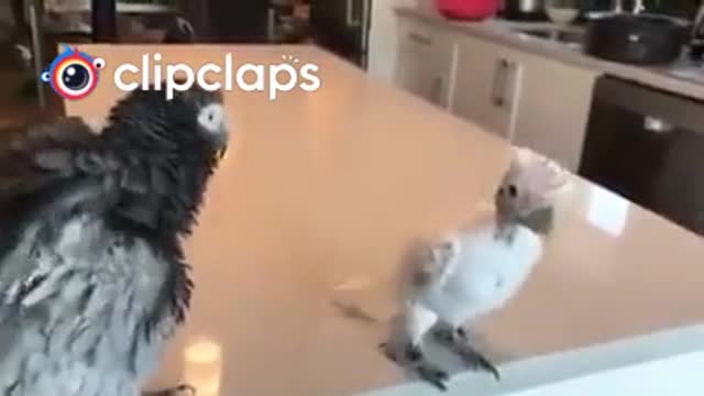 Funny Animals - Hip hop bayby Bird