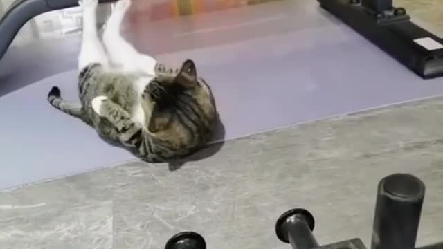 Exercise Times Funny Cats