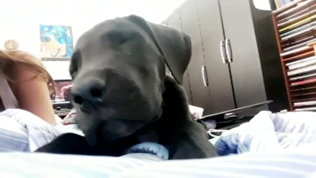 Black great dane puppy barks at camera on blue bed