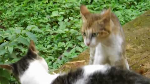 Cat VS Cat | Two Cats Fighting