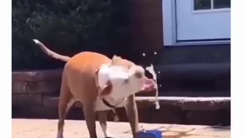 Funny dog