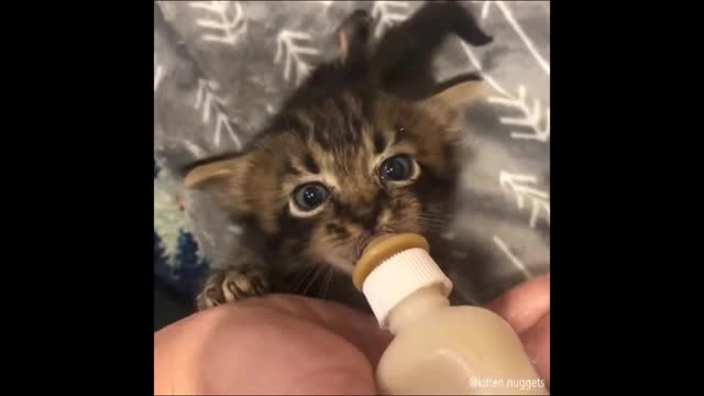 kitten mamando