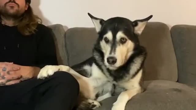 Heartbroken puppy really wants to play outside dog dog dog