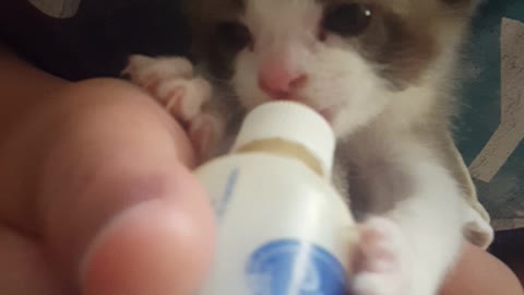 Bottle feeding Twitch the kitten.