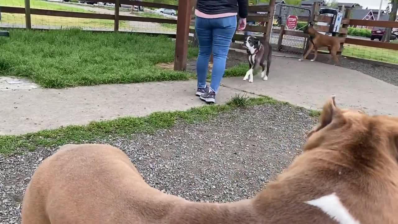 Pitbull Attacks German Shepherd [OFF LEASH DOG PARK]