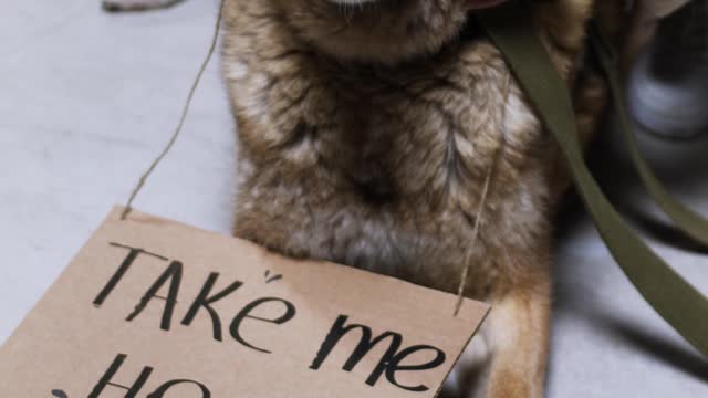 a dog asking for taking him home