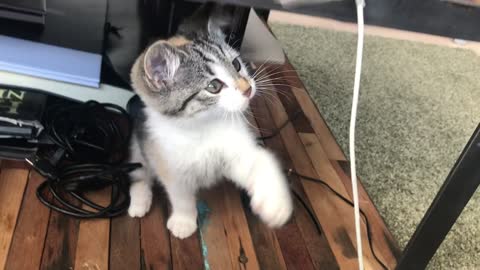 Cute kitten playing with a piece of plastic