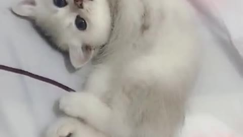 Cute kitten trying to wipe the glass