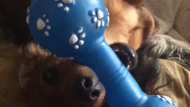 Cute adorable puppy