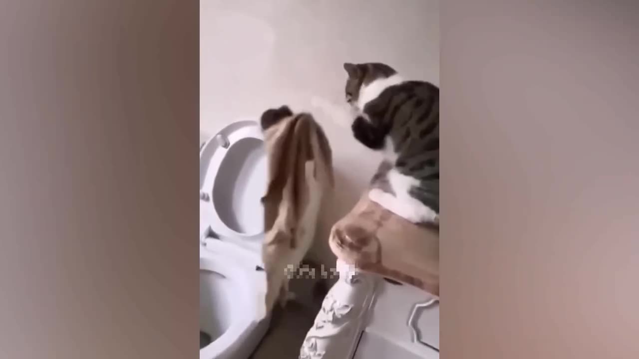 Top Funny Animal video 🤣 cat & dog fun