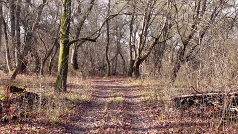 Sounds of nature, birds singing in the autumn forest, sounds of the forest, relaxation