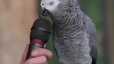 The talking parrot