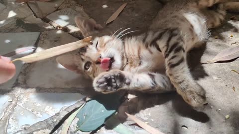 Lily the cat is playing