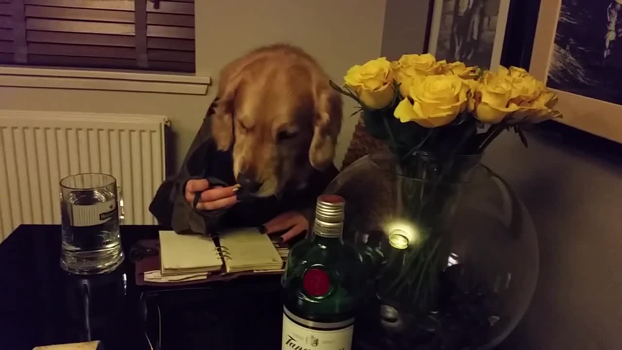 Golden retriever Fearghas caught writing Christmas list