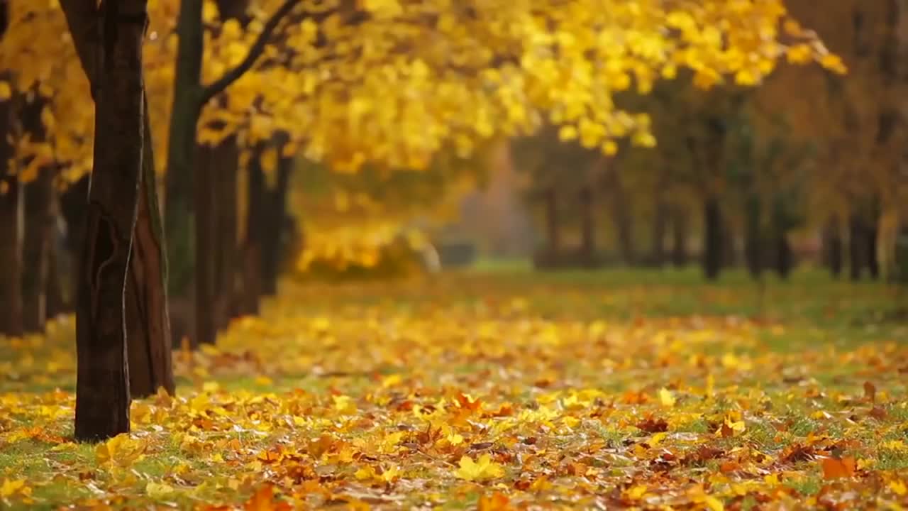 Peaceful music with autumn falling leaves