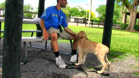 How to train our dog. Fun train dog