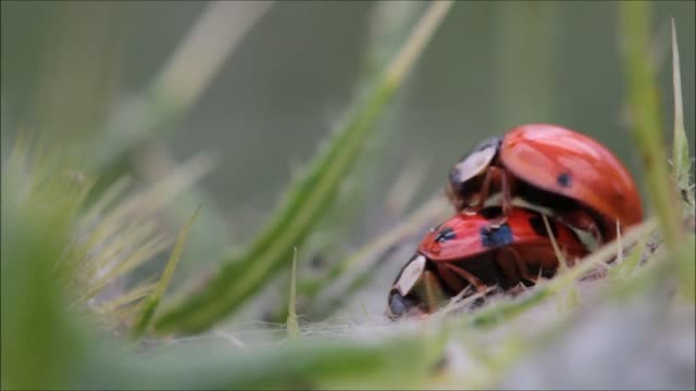 Bugs Making Love #love