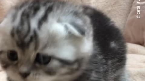 Funny kitten