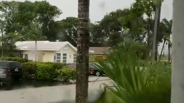 Hurricane Irma Rips Tree From Ground