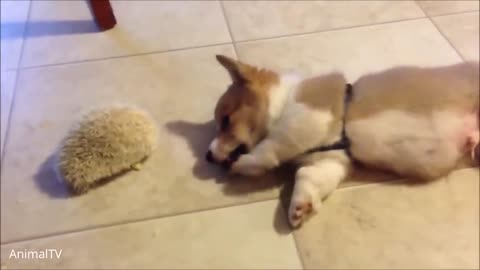 Cute Corgi & Funny