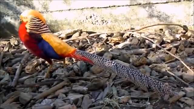 Beautiful Golden Pheasants and Wading Birds