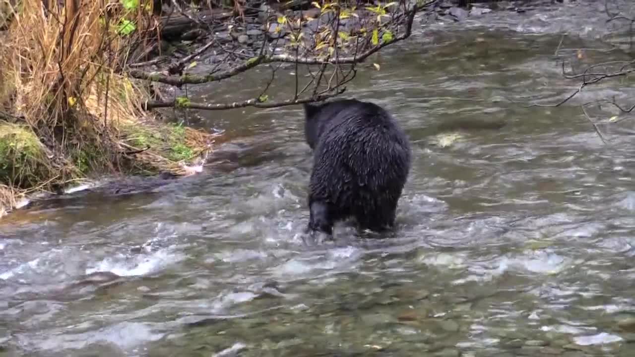Black bear chasing Salmon Feeding Fish River full HD 2021