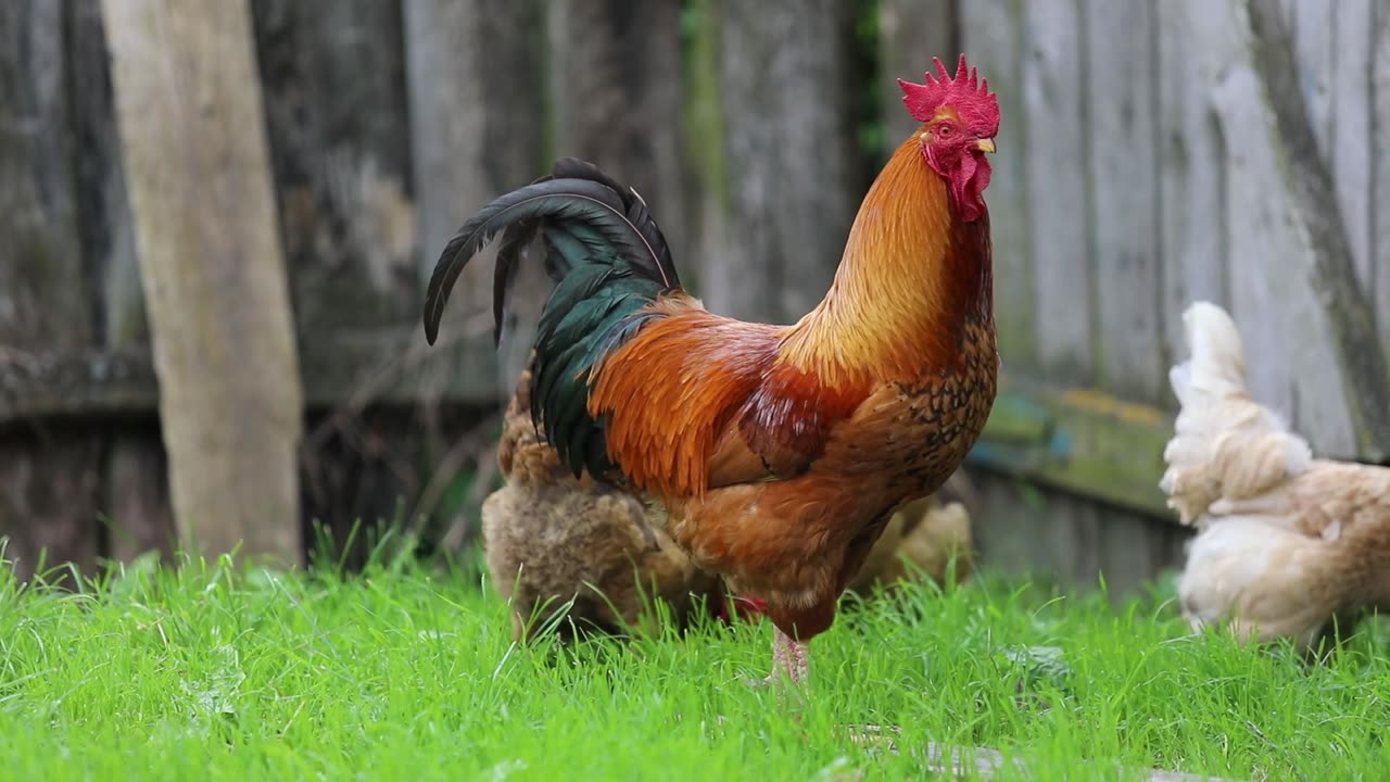 Raising Happy Hens The Secrets of a Successful Chicken Farm