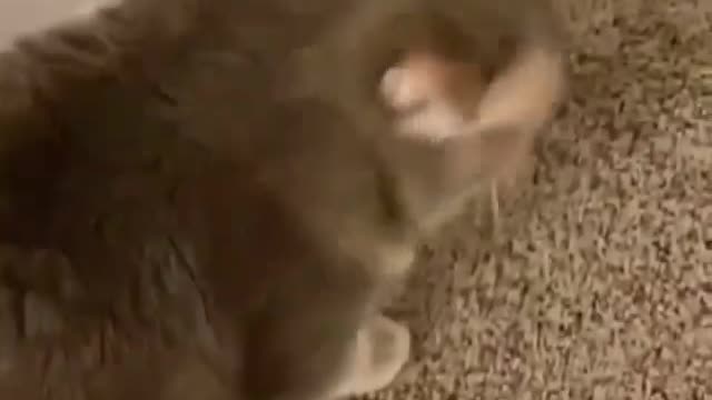 Cat speaking , cat is beutiful cat