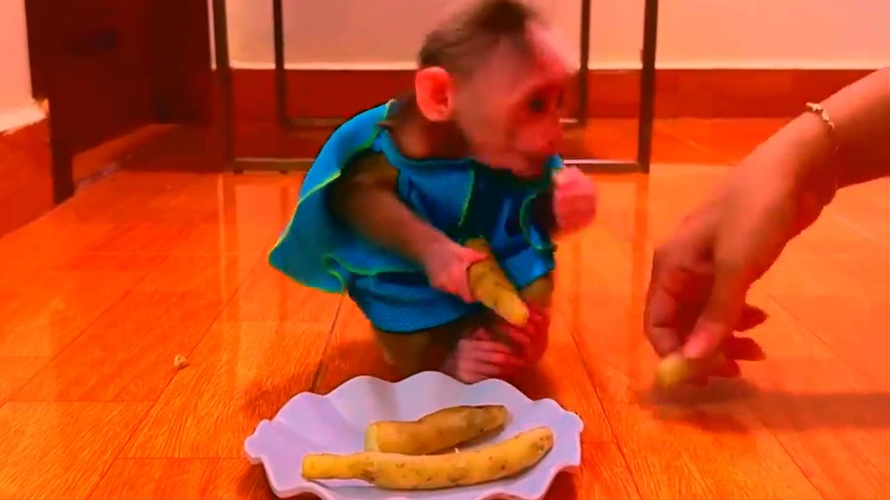 Adorable Monkeys, funny animals, smartest animals, cute monkey, baby monkey, lovely monkey #40