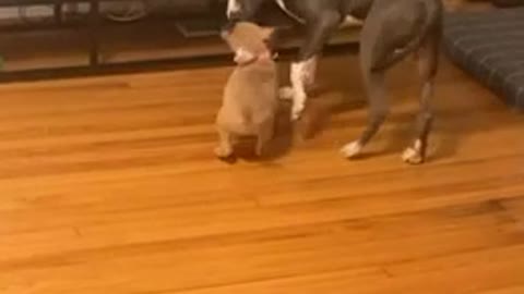 Puppy uses size advantage to outsmart bigger dog