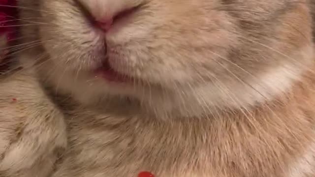 White bunny eating strawberry on owners lap