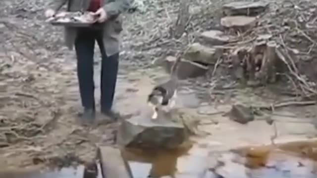 funny animals | try not to laugh funny videos animals