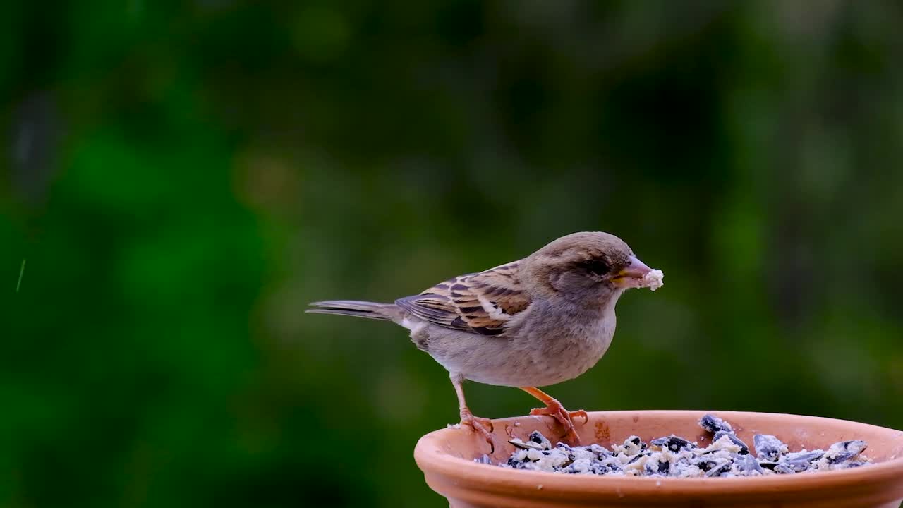 A beautiful bird.