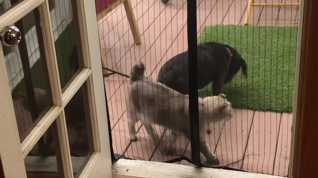 Cat Jumps Through Magnetic Screen Door