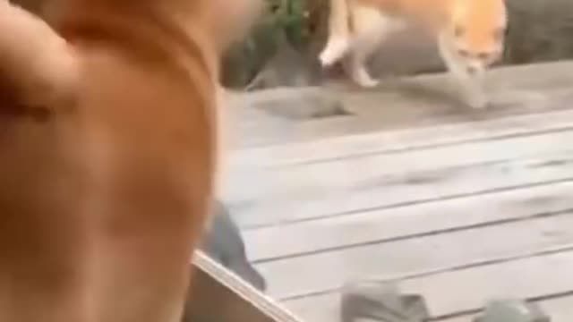 💞😆Cats and dogs fighting very funny😂|| Try not to laugh ||