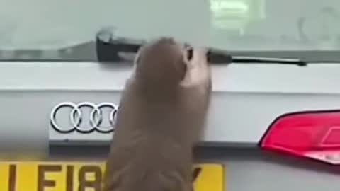 Funny monkey in car