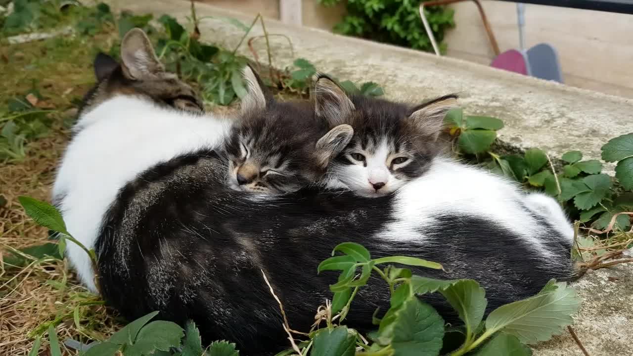 Adorable Sleepy Cats - Cute Sleeping Kittens