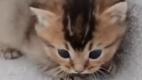 Cute Cat Funny Video shorts short cat