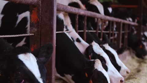 traditional cattle farming