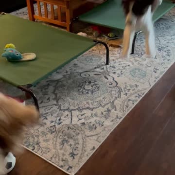 Springer Spaniel and Golden Retriever Zoomies Indoors On A Rainy Saturday....
