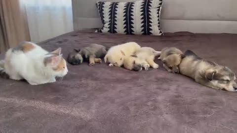 You Won’t Believe How This Cat And Puppies Get Along!