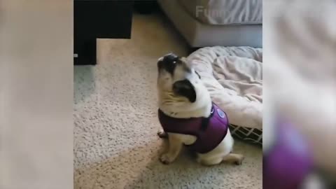 Funny Pets will Brighten Your Day!!! (Funny Pet Compilation, Clean, No Swearing)