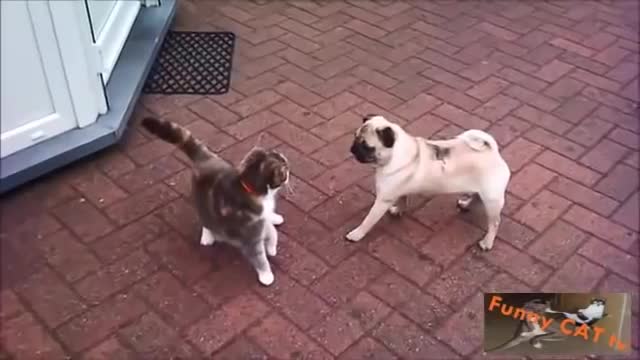 Cats and Dogs Meet Each other For The First Time,dangerous moment.