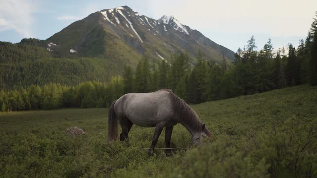 And see what the horse eats.