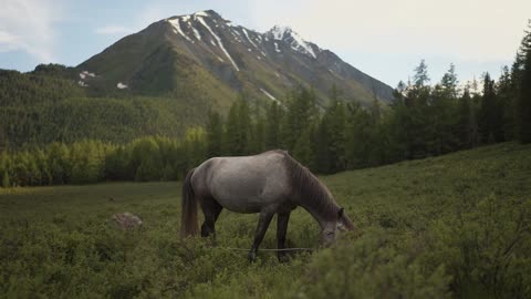 And see what the horse eats.