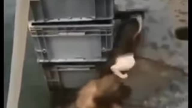 A dog helps a cat get out of the water