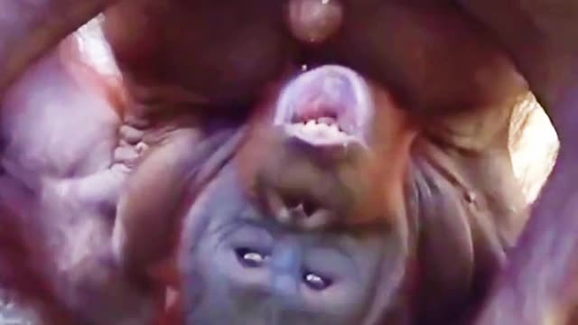 Gorilla funny some amazing moments